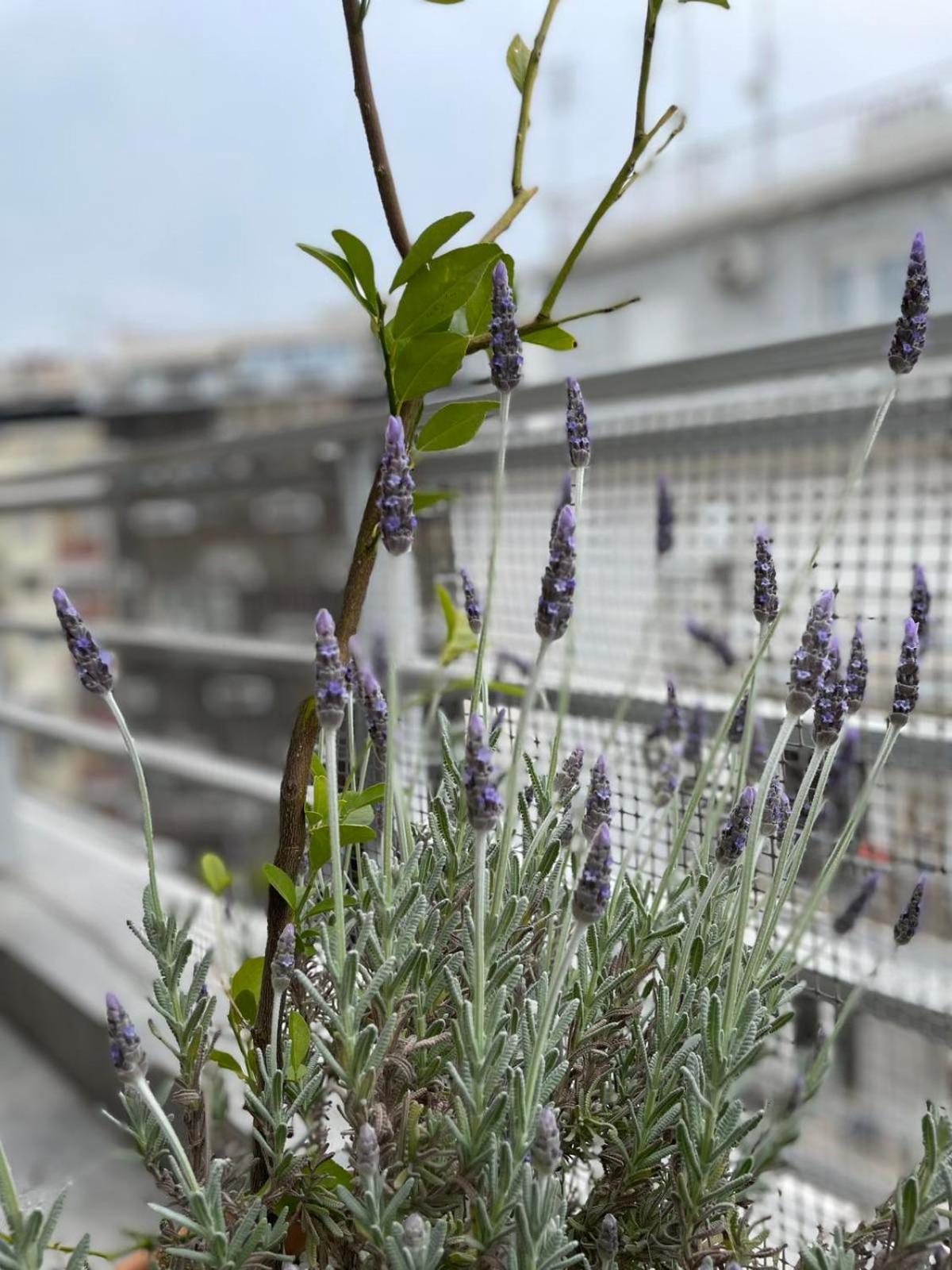 Domus City Apartment With Wonderful Balcony Tessalónica Exterior foto